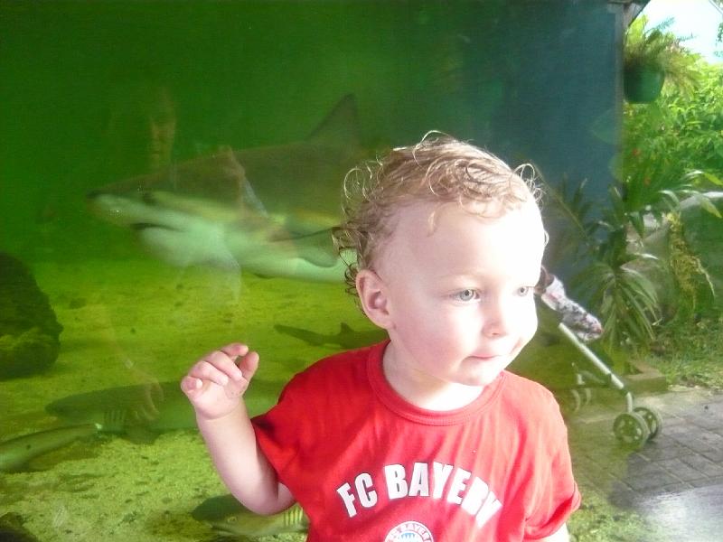 P1000243.JPG - The Sharks behind Gustaf