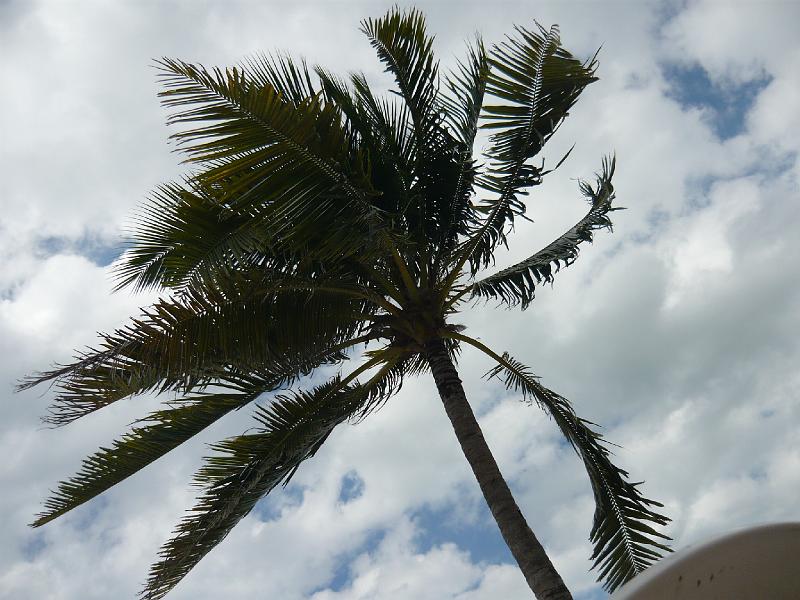 P1000354.JPG - Palm tree